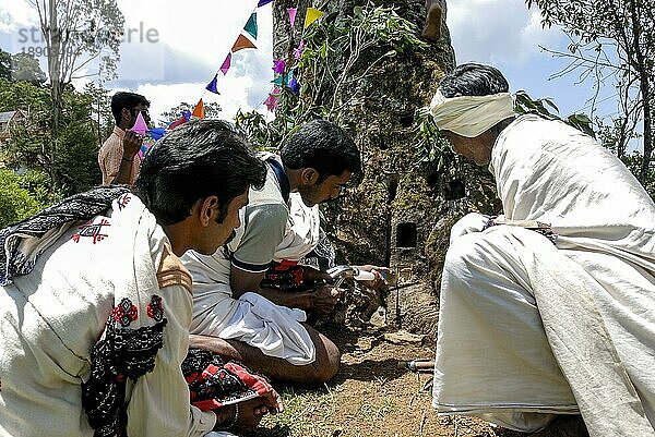 Toda-Hochzeit  Nilgiris  Ooty Udhagamandalam  Tamil Nadu  Südindien  Indien  Asien. ethnische Gruppe. Der Toda-Bräutigam macht ein kleines Loch in einen heiligen Baum  Asien