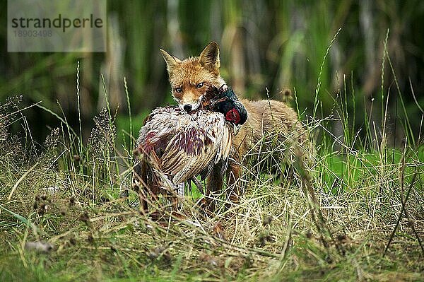 Rotfuchs (vulpes vulpes)  Erwachsener  tötet einen Fasan phasianus colchicus  Normandie