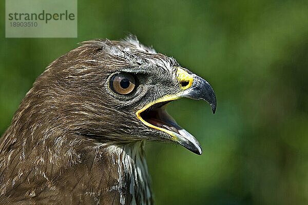 Mäusebussard (buteo buteo)  Portrait eines rufenden Erwachsenen