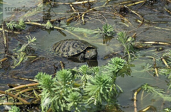 Rotwangen-Schmuckschildkröte (trachemys scripta elegans)  Erwachsener