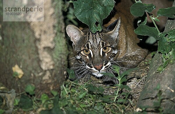 ASIENISCHE GOLDKATZE ODER TEMMINK-KATZE catopuma temmincki  ERWACHSENER LEGT SICH AUS