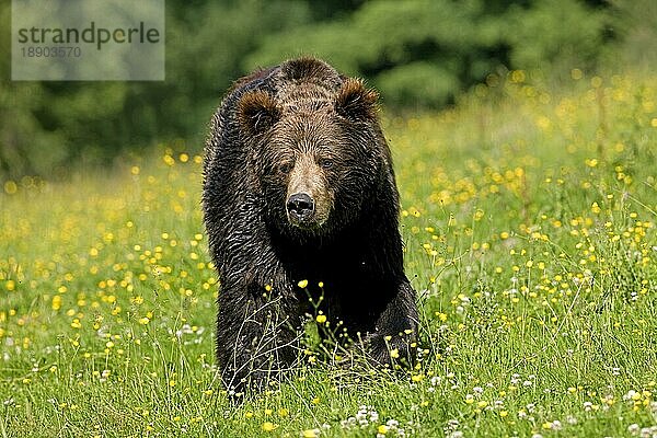 BRAUNBÄR (ursus arctos)  ERWACHSENER BEWEGT SICH DURCH MODERNE