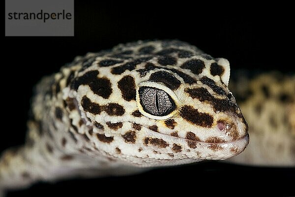 LEOPARD GECKO (eublepharis macularius)  ERWACHSENER  KOPFANSCHAUUNG