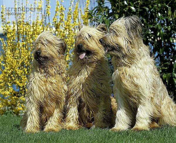 Briard-Hund (Alte Standardrasse mit abgeschnittenen Ohren)  Erwachsene stehend auf Gras