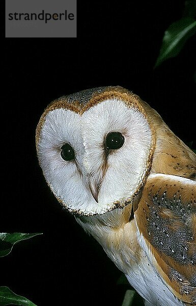 Schleiereule (tyto alba)  Porträt eines Erwachsenen