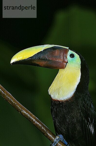 KASTANIEN-MANDIBLE Goldkehltukan (ramphastos swainsonii)  PORTRAIT EINES ERWACHSENEN  COSTA RICA