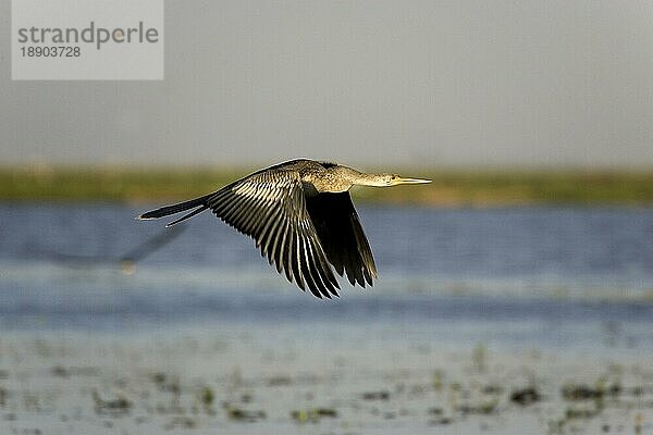 ANHINGA ODER AMERIKANISCHE SCHWANGEN (anhinga anhinga)  ERWACHSENE IM FLUG  LOS LIANOS IN VENEZUELA