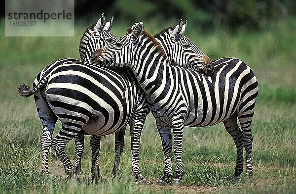 Grant's Zebra (equus burchelli) boehmi  Erwachsene Pflegen  Kenia  Afrika