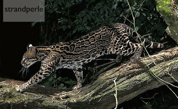 Ozelot (leopardus pardalis)  erwachsen