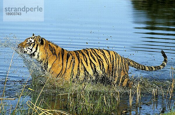 Königstiger (panthera tigris tigris)  ERWACHSENER  der ins Wasser geht