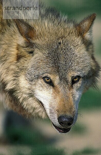 Europäischer Wolf (canis lupus)  Porträt eines Erwachsenen