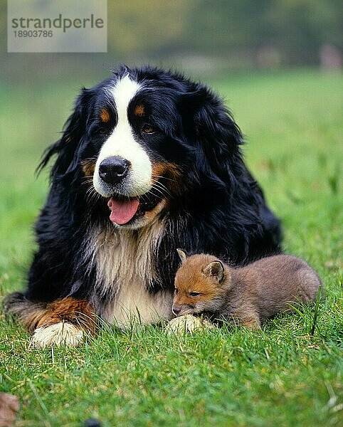 Berner Sennenhund und Rotfuchs (Vulpes vulpes)  Jungtier