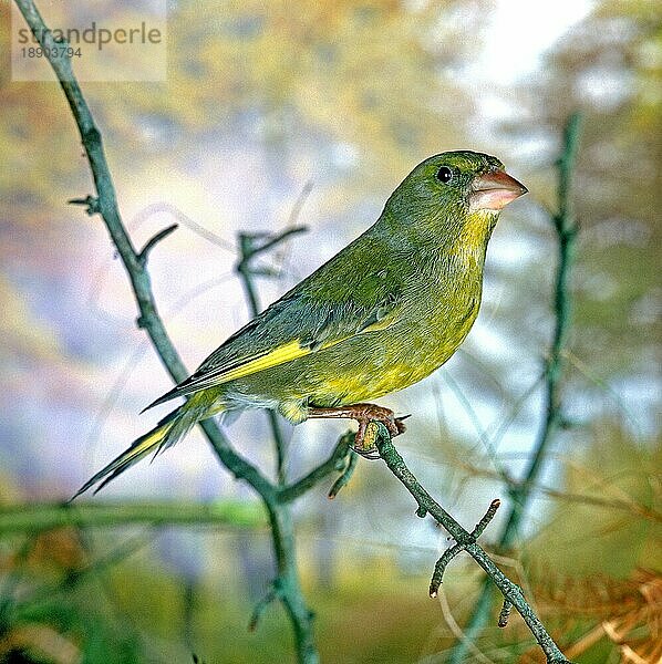 Grünfink  carduelis chlori  Erwachsener stehend auf Ast