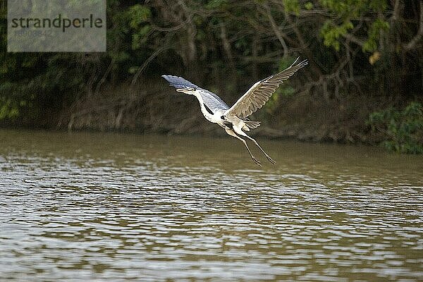 Cocoireiher (ardea cocoi)  ERWACHSENE IM FLUG  LOS LIANOS IN VENEZUELA