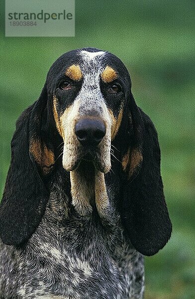 KLEINER BLAUER GASSIHUND  PORTRÄT EINES ERWACHSENEN