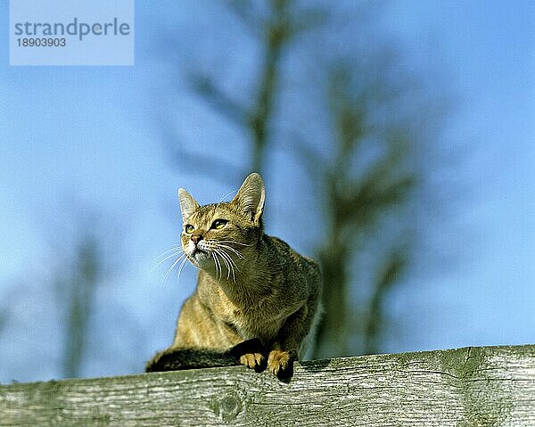 Abessinier Hauskatze  erwachsen gegen Blue Sky