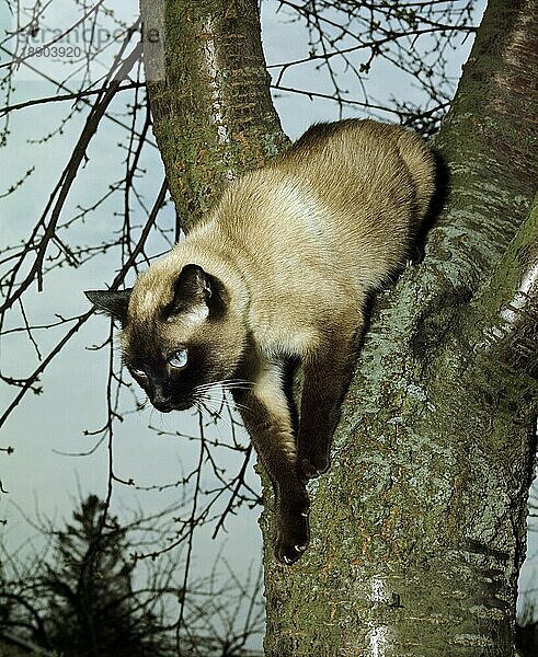 Seal Point Siam Hauskatze  erwachsen im Baum