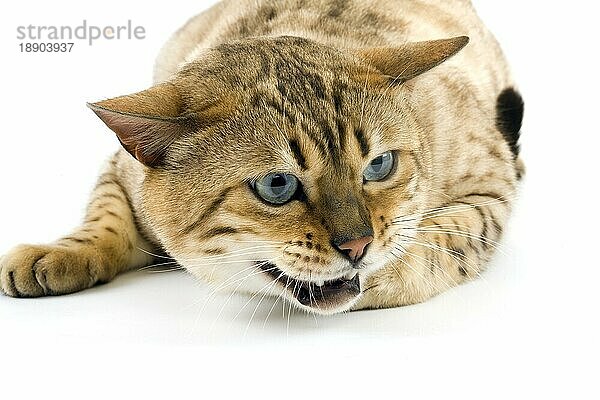 SEAL MINK TABBY BENGAL HAUSKATZE