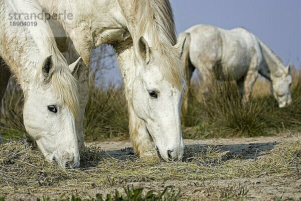 Camargue Pferd Galoppieren  Gruppe essen trockenes Gras  Saintes Marie de la Mer im Süden von Frankreich