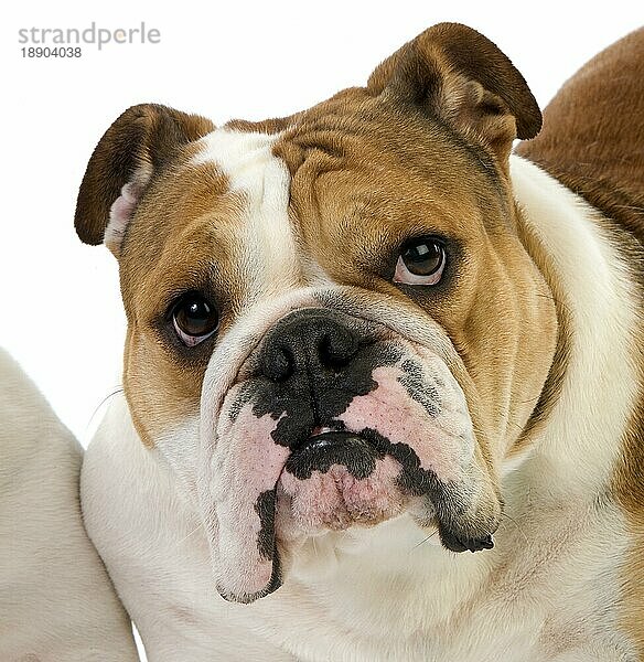 Englische Bulldogge  Porträt von Weibchen gegen weißen Hintergrund