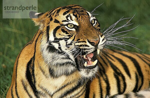 Sumatra-Tiger (panthera tigris sumatrae)  Porträt eines erwachsenen  knurrenden Tigers