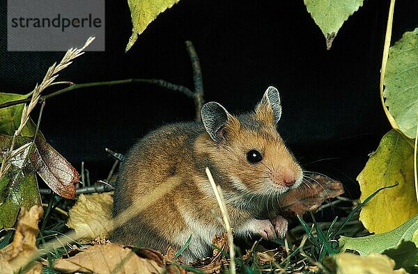 Goldhamster (mesocricetus auratus)  erwachsen