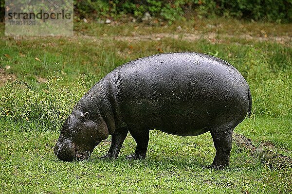 Zwergflusspferd (choeropsis liberiensis)  Erwachsener frisst Gras