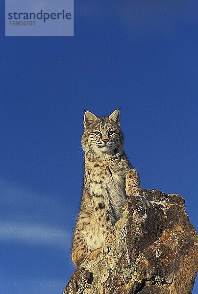 BOBCAT (lynx rufus)  ERWACHSENER AUF FELSEN STEHEND  KANADA