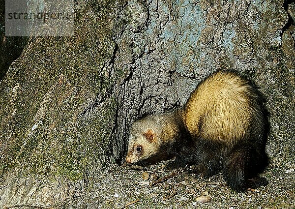 Europäischer Iltis (mustela putorius)  erwachsen