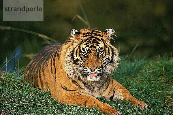 Sumatra-Tiger (panthera tigris sumatrae)  ERWACHSENER RUHEND AUF GRAS