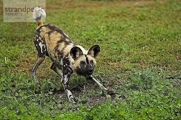 Afrikanischer Wildhund (lycaon pictus)  Erwachsener in Verteidigungshaltung  Namibia  Afrika