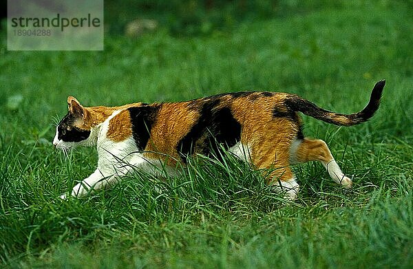 Hauskatze  erwachsen  auf Gras laufend