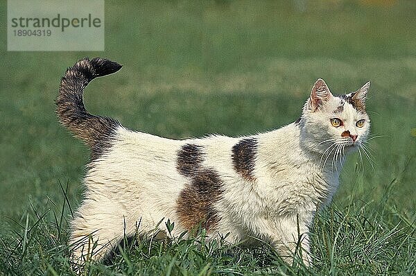 EUROPÄISCHE HAUSKATZE  ERWACHSEN  STEHEND IM GRAS