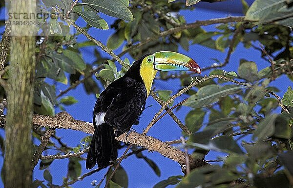 Kiefernschnabeltukan (ramphastos sulfuratus)  Erwachsener auf Ast  Costa Rica  Mittelamerika