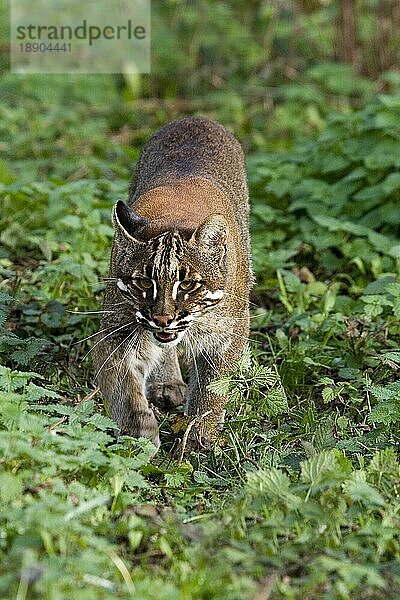 Asiatische Goldkatze oder Temminck-Katze  catopuma temmincki  Erwachsene