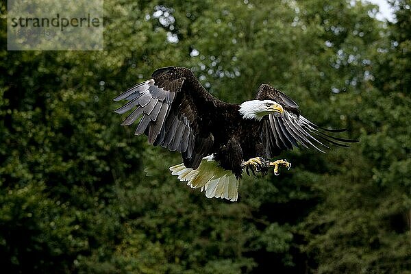 Weißkopfseeadler (haliaeetus leucocephalus)  ERWACHSENER IM FLUG