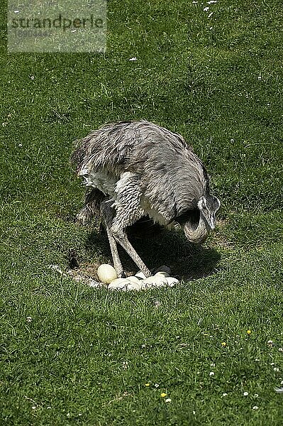 Amerikanisches Rhea (rhea americana)  Erwachsener sitzt auf Eiern im Nest