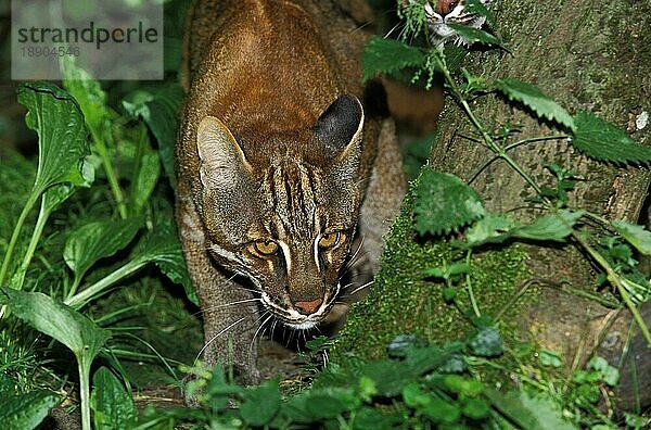 Asiatische Goldkatze oder Temmink-Katze  catopuma temmincki  Erwachsene