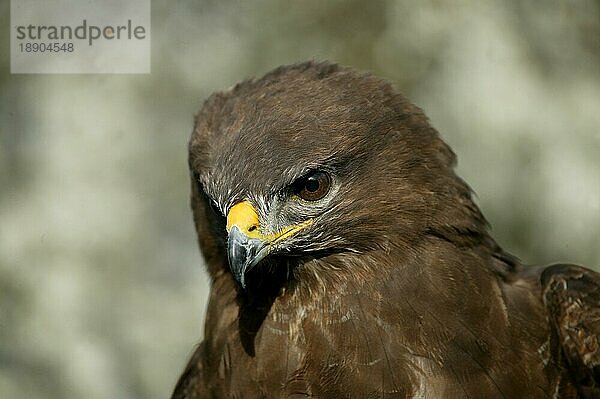 Mäusebussard (buteo buteo)  Porträt eines Erwachsenen  Normandie