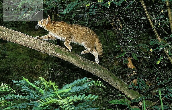 EUROPÄISCHE WILDCATTE (felis silvestris)  ERWACHSENER AUF EINEM BRANSCH STEHEND