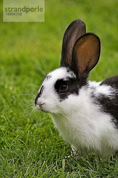 Französisch Kaninchen genannt Geant Papillon Francais  Erwachsene auf Gras