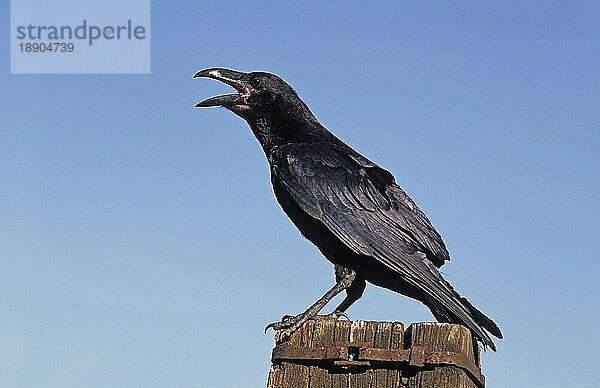 RAUBEN (corvus corax)  ERWACHSENER RUF  ALASKA