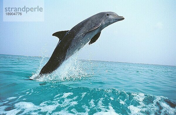 Großer Tümmler (tursiops truncatus)  ERWACHSENER SPRINGT AUS DEM WASSER  HONDURAS