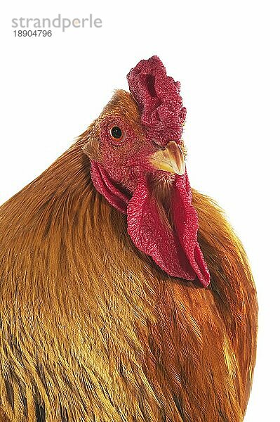 Brahma Perdrix Huhn  eine Rasse aus Indien  Hahn vor weißem Hintergrund