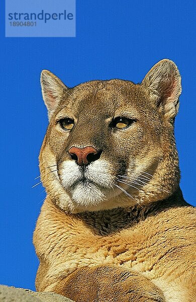 Puma (puma concolor)  Porträt eines Erwachsenen gegen den blauen Himmel  Montana