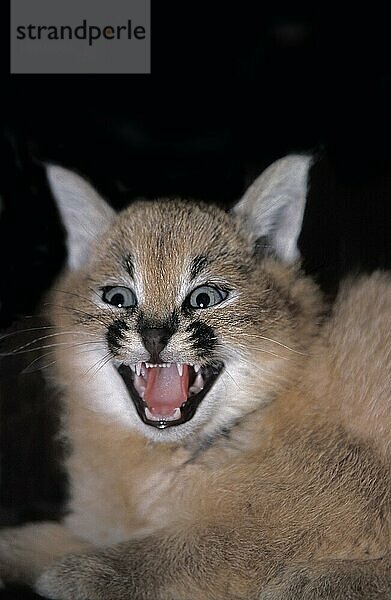 Karakal (caracal caracal)  Würfelknurren