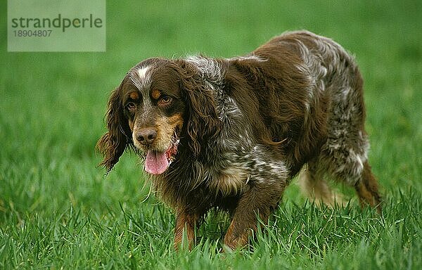 Picardy Spaniel  Erwachsener stehend auf Gras