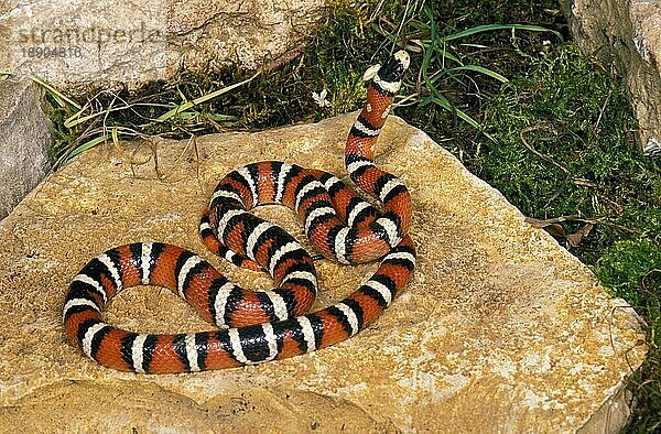 SONORANER KINGSNAKE (lampropeltis pyromelana)  Erwachsener auf Felsen