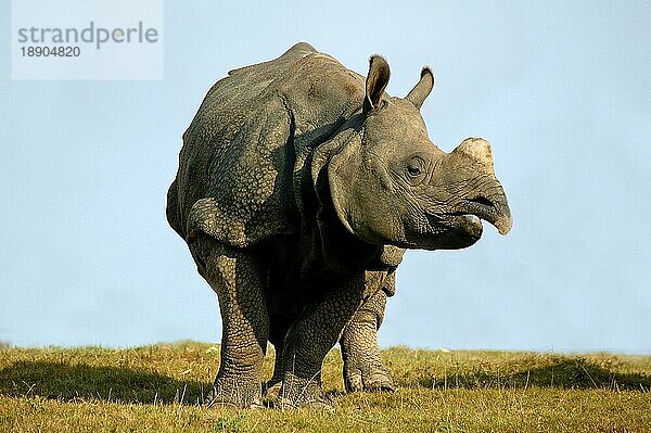 Indisches Nashorn (rhinoceros unicornis)  erwachsen