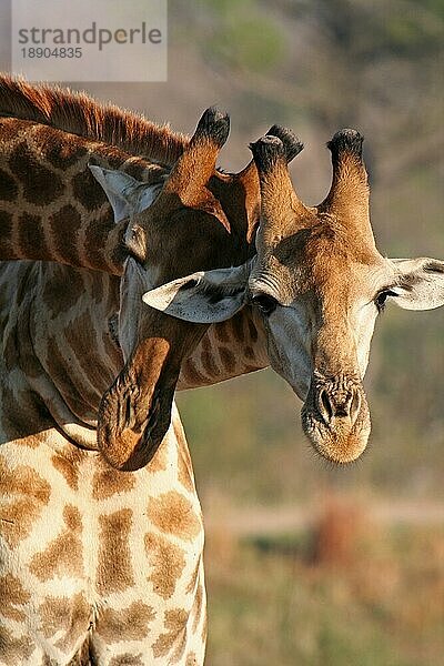 African giraffes  cloven-hoofed  S